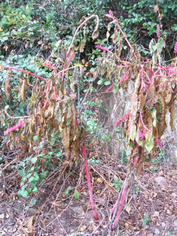 Que? - Phytolacca sp.